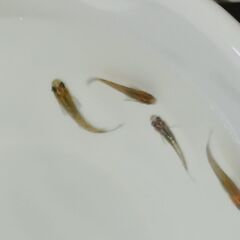 メダカ　　　煌ラメ　　　２ペアの画像