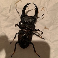 能勢SR血統　オオクワガタ　ペアの画像