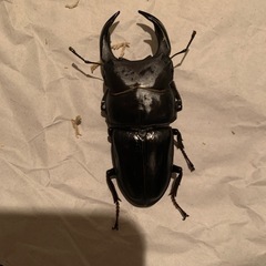 能勢SR血統　オオクワガタ　ペアの画像