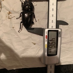能勢SR血統　オオクワガタ　ペアの画像