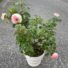 可愛いピンク💖のつるバラの画像
