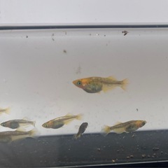 竜章鳳姿　メダカの画像