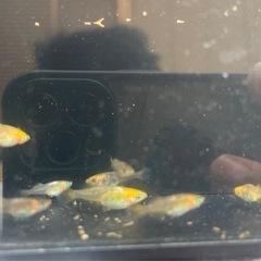 竜章鳳姿　メダカの画像