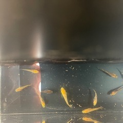 竜章鳳姿　メダカの画像