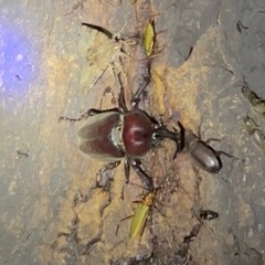国産カブトムシの画像