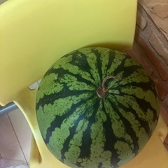 スイカ
の画像