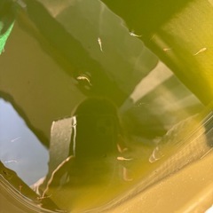 宮桜稚魚13匹の画像