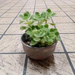 【受け渡し者決定】アロマティカス　ハーブ🌿　良い香り　虫除け　自律神経整えるの画像