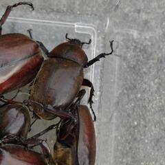 カブトムシ6匹の画像