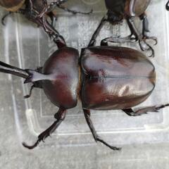 カブトムシ6匹の画像