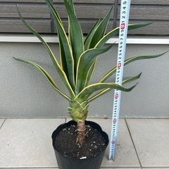 幹上がりアガベベネズエラの画像