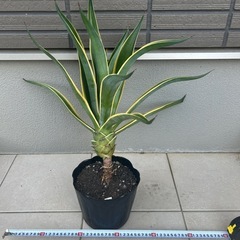 幹上がりアガベベネズエラ