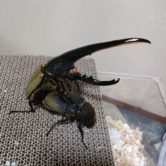 4頭セット 2令初期幼虫 大型DHヘラクレスオオカブトCBF1の画像