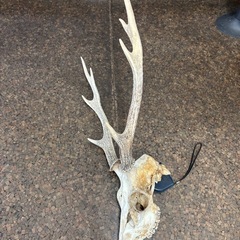 鹿の角　頭蓋骨付き5の画像