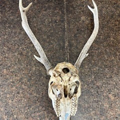 鹿の角　頭蓋骨付き5の画像