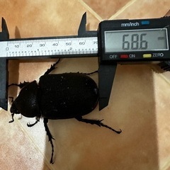 ヘラクレスオオカブト　雄雌ペア　後食済み【条件付きお値引き有り
】　　　の画像