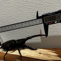 ヘラクレスオオカブト　雄雌ペア　後食済み【条件付きお値引き有り
】　　　の画像