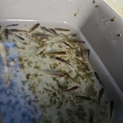 メダカ　和墨系の画像