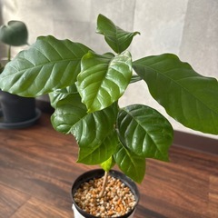 コーヒーの木（大）の画像
