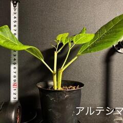観葉植物🌱フィカス アルテシマ（ゴムの木）の画像