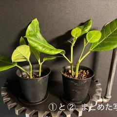 観葉植物🌱フィカス アルテシマ（ゴムの木）の画像