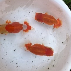 らんちゅう 良系統 3歳 1匹 1万円〜の画像
