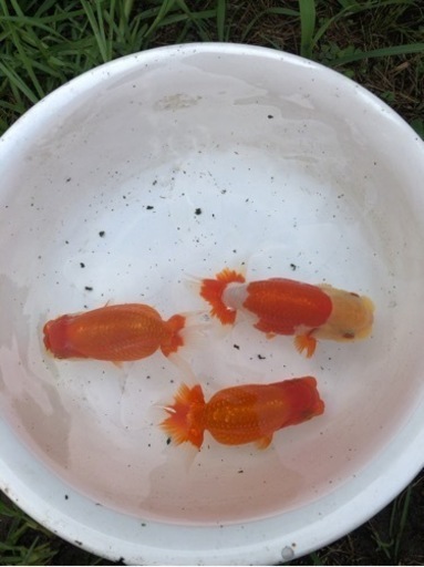 らんちゅう 良系統 3歳 1匹 1万円〜