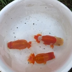 らんちゅう 良系統 3歳 1匹 1万円〜の画像