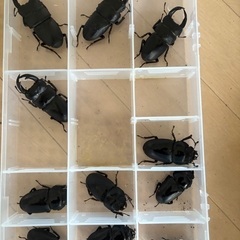 【山梨産オオクワガタ】ペアの画像