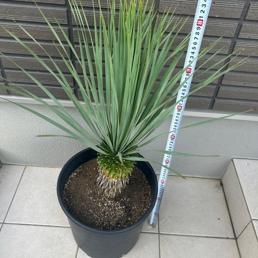 ユッカロストラータ美株