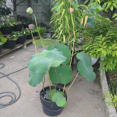 花はす　花芽付き　【検　ビオトープ　メダカ　めだかの画像