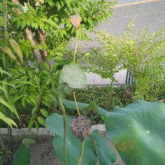 花はす　花芽付き　【検　ビオトープ　メダカ　めだかの画像