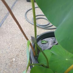 花はす　花芽付き　【検　ビオトープ　メダカ　めだかの画像