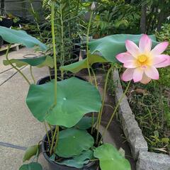 花はす　花芽付き　【検　ビオトープ　メダカ　めだかの画像