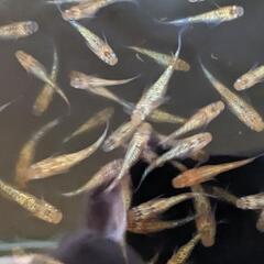 ラメメダカ(ゴールドタイプミックス)の画像