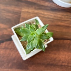 多肉植物　銘月の画像