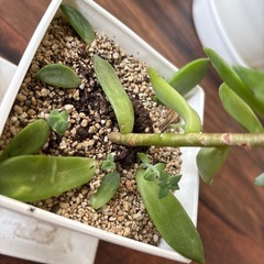 多肉植物　銘月の画像