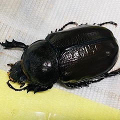 ③ティティウスシロカブト　新成虫ペア（休眠中）の画像