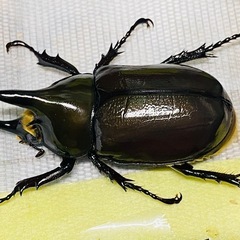 ③ティティウスシロカブト　新成虫ペア（休眠中）の画像