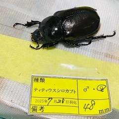 ③ティティウスシロカブト　新成虫ペア（休眠中）の画像
