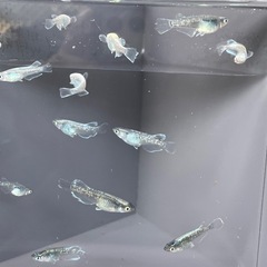 メデューサブラック若魚　5匹の画像