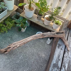 流木 全長約1メートル ハンドメイド　爬虫類🦎の画像