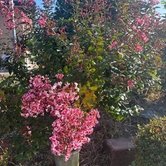 サルスベリの花木の画像