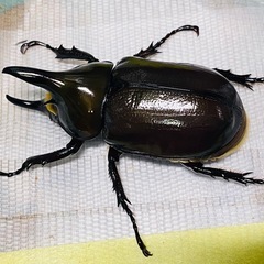 ④ティティウスシロカブト　新成虫ペアの販売（休眠中）の画像
