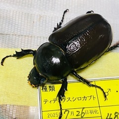 ④ティティウスシロカブト　新成虫ペアの販売（休眠中）の画像
