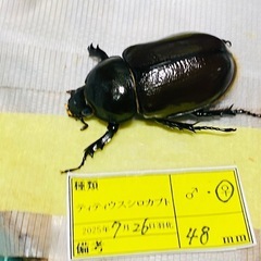 ④ティティウスシロカブト　新成虫ペアの販売（休眠中）の画像