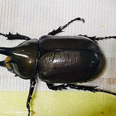 ⑤ティティウスシロカブト　♂単品（休眠中）の画像