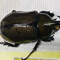 ⑥ティティウスシロカブト　新成虫♂単品（休眠中）の画像