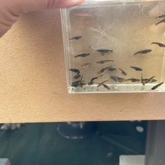 メダカの画像