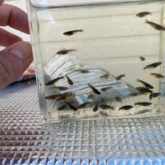 メダカの画像